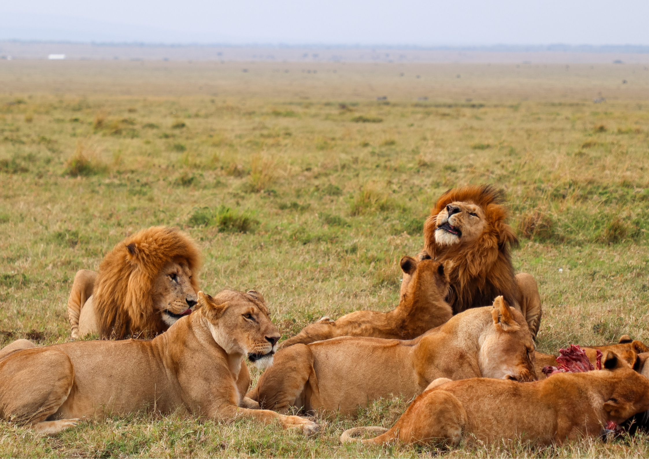Kenya safari