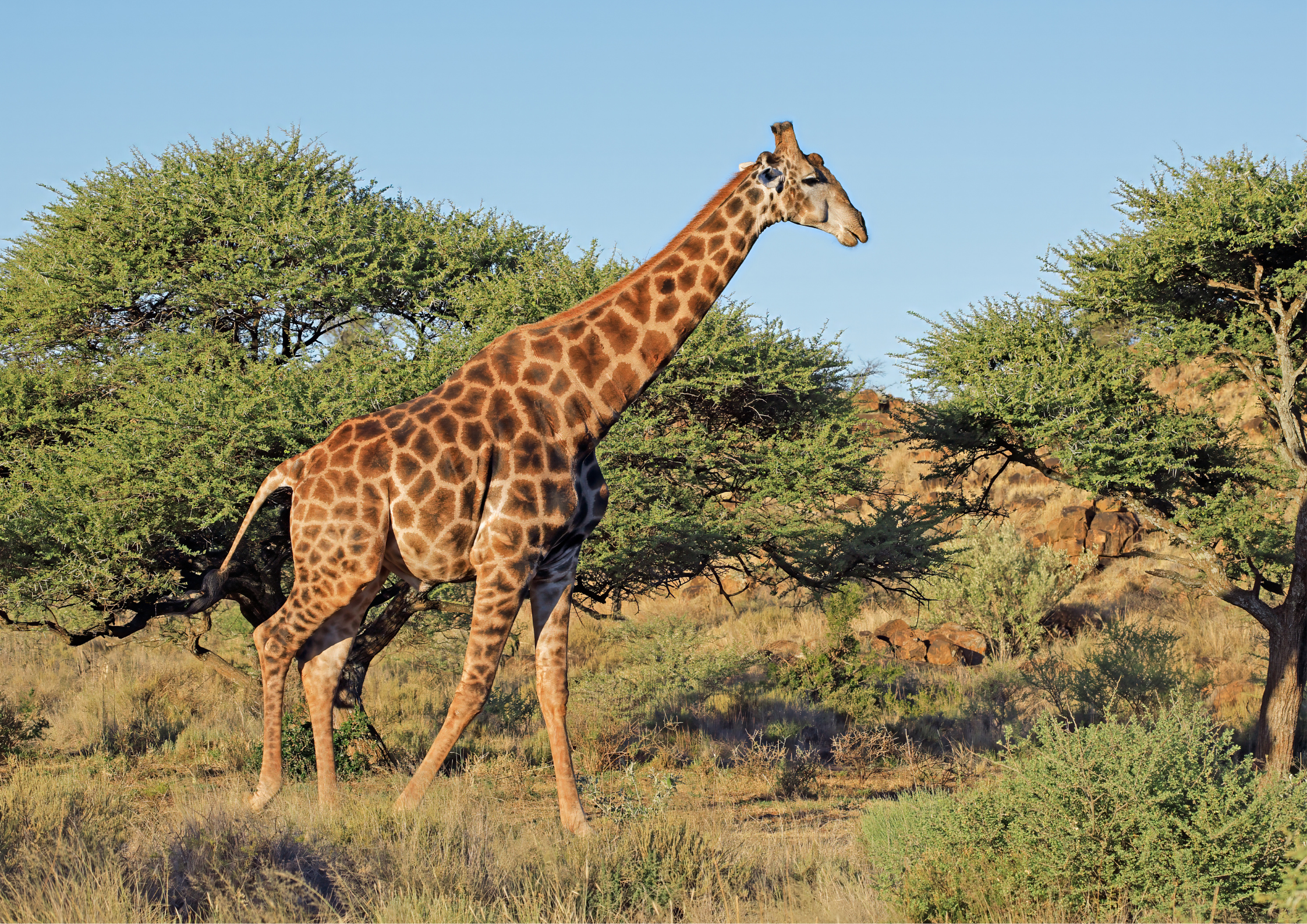 South Africa